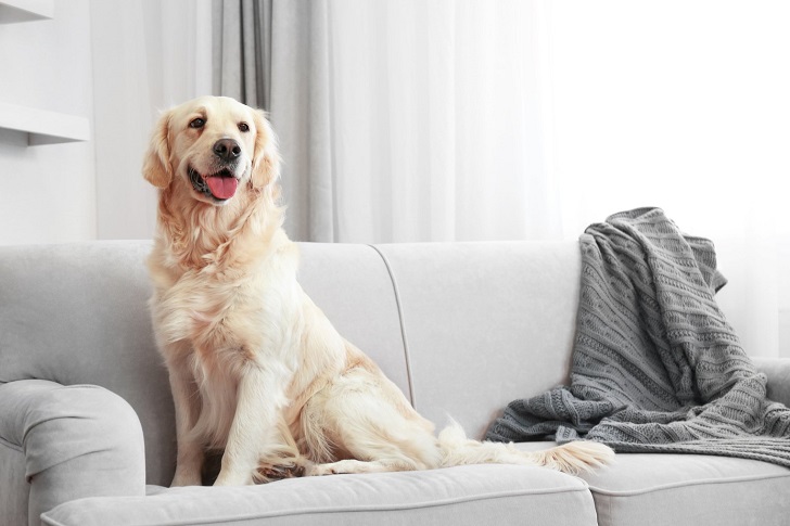 Cleaning Tips for Pet Owners: Keep Your Home Fur-Free