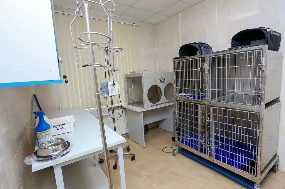 veterinary clinic disinfection